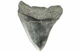 Fossil Megalodon Tooth - South Carolina #170341-1